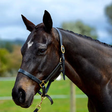 Load image into Gallery viewer, Highlighter Gloss - echohorse