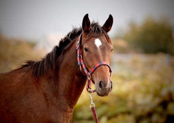 HALTERS & Lead Ropes