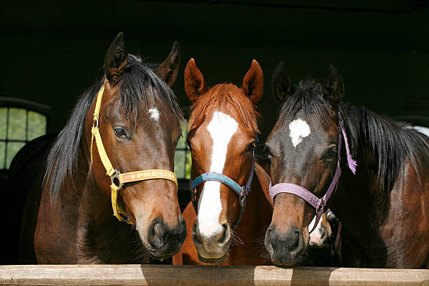 SUPPLEMENTS & Feeds