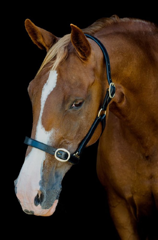 Platinum Leather Halter