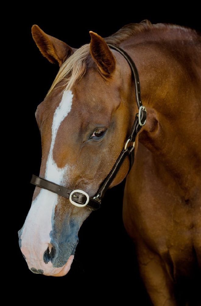 Platinum Leather Halter