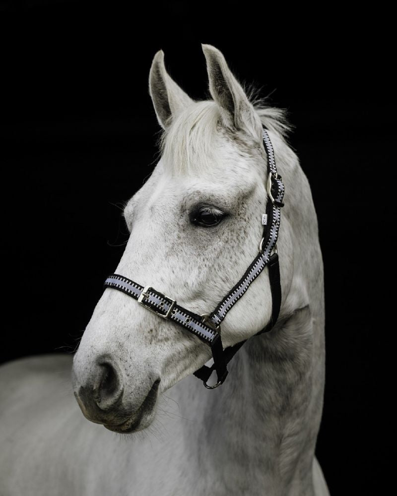 Flair Buck Stitched Web halters