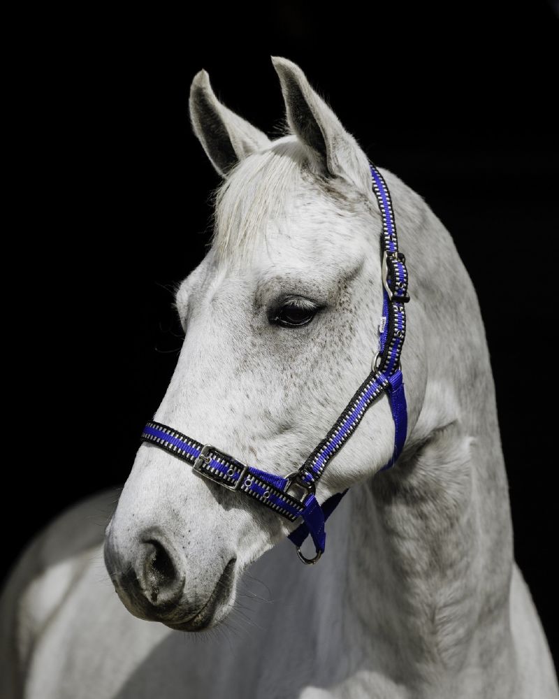 Flair Buck Stitched Web halters