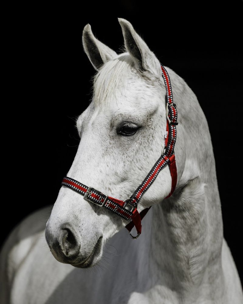 Flair Buck Stitched Web halters