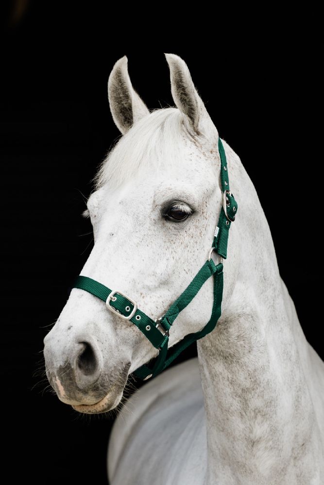 Flair Web Halter - Double Thickness Web