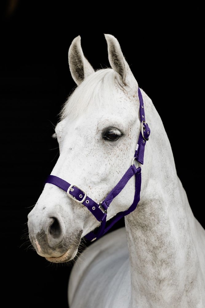 Flair Web Halter - Double Thickness Web