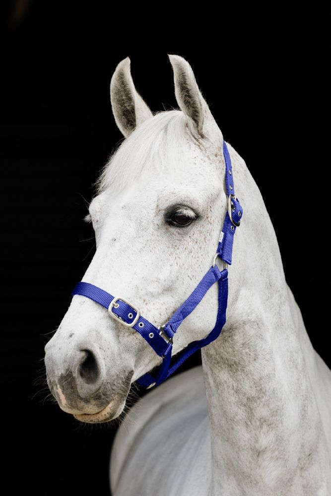 Flair Web Halter - Double Thickness Web