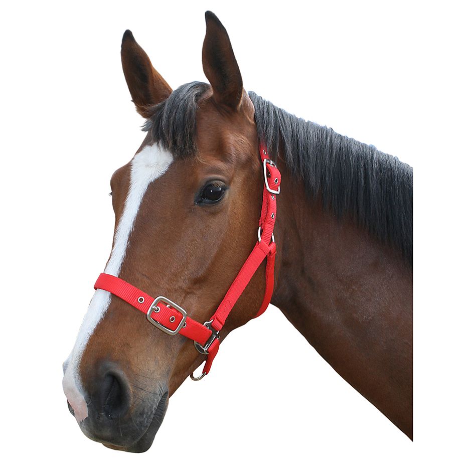 Flair Web Halter - Double Thickness Web