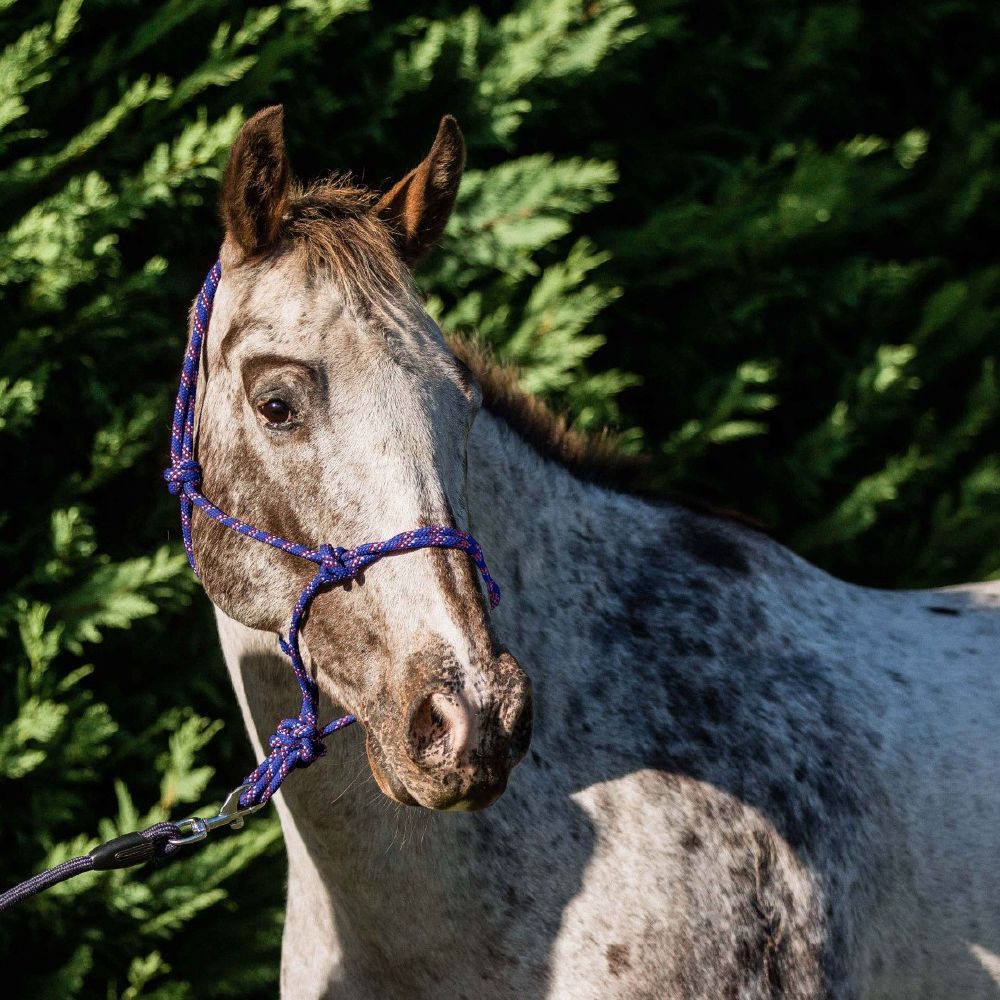 Flair Rope Multi Fleck Halters