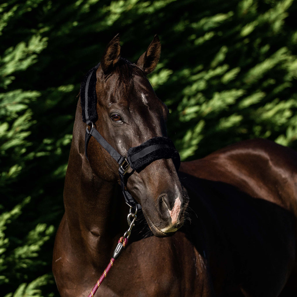Flair Plush Halter