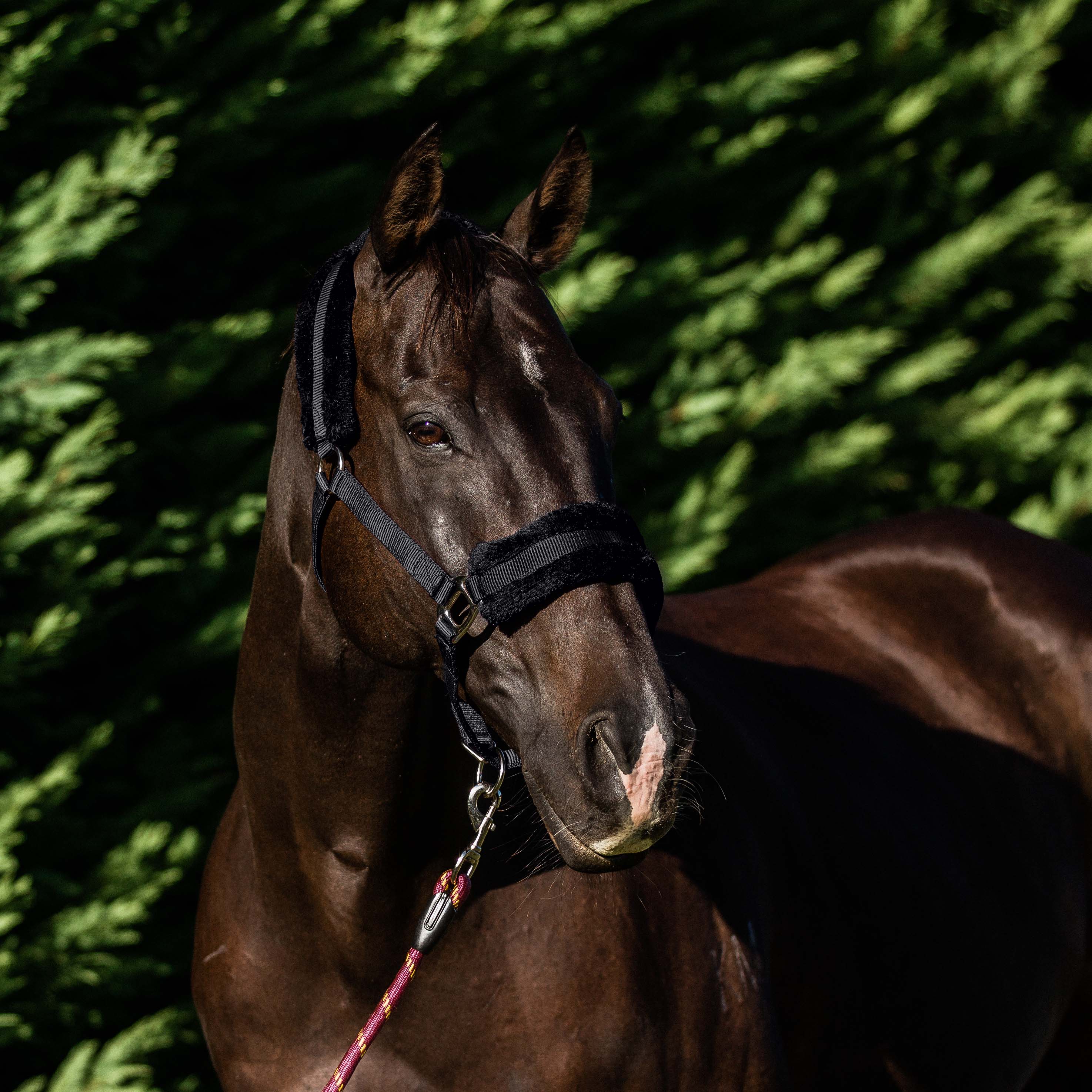 Flair Plush Halter