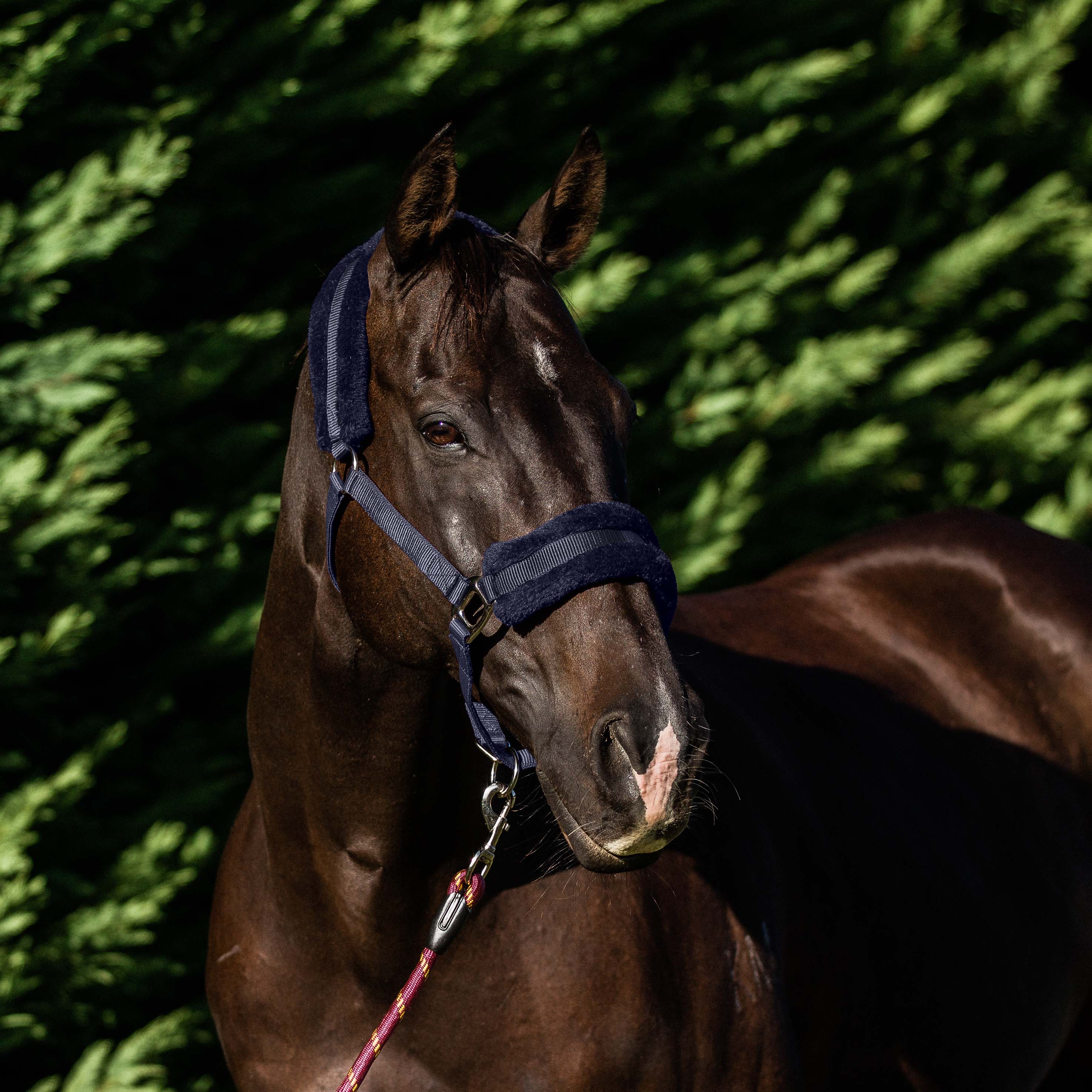 PLUSH FLEECE LINED HALTER