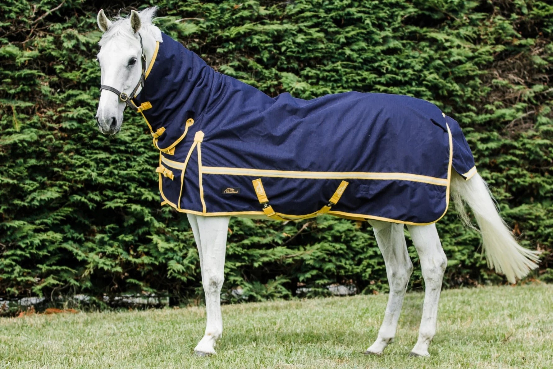 Cavallino Northampton Combo Navy 220gm - LAST ONE!