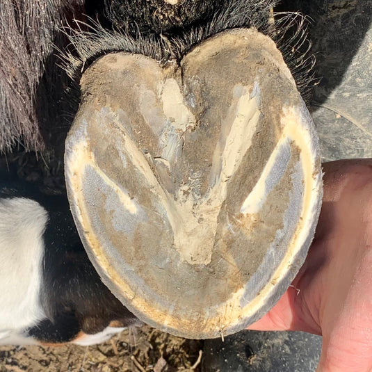 echo Hoof Helper Clay