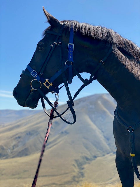 Horse on the cavalcade
