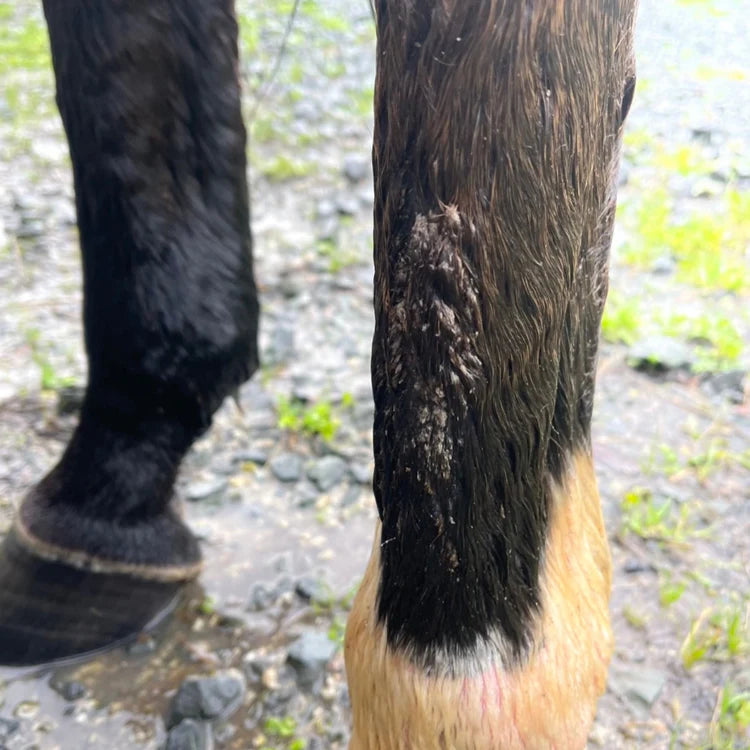 echo horse Sulphur Soothe Cream
