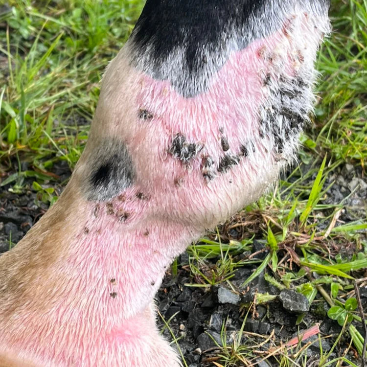 echo horse Sulphur Soothe Cream