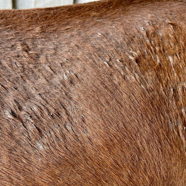 echo horse Sulphur Soothe Cream
