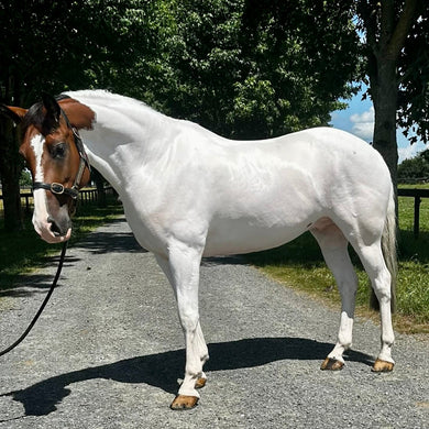 Echo Horse Triple Purple Power Shampoo