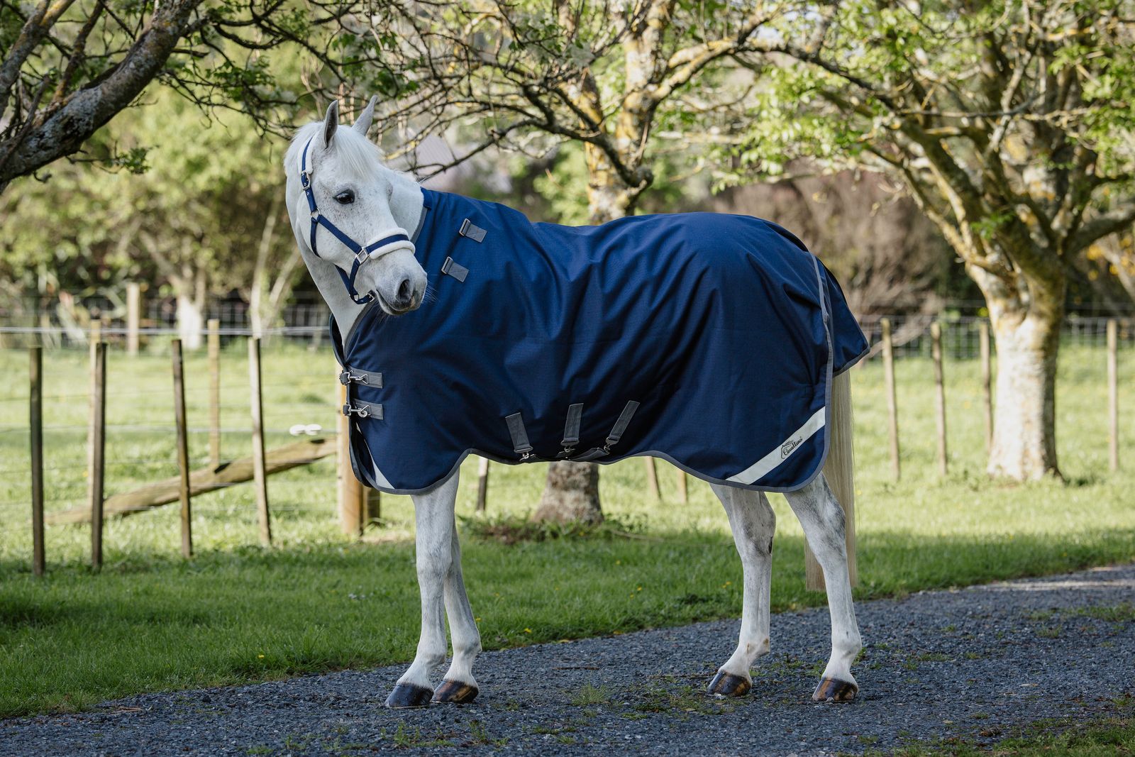 Cavallino Gen 4 Detach A Neck