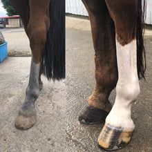 Glow White - Purple Shampoo - The Honey Trap