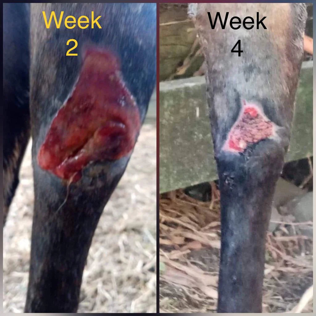 Active Wound Honey 15+ | Natural Healing Power - The Honey Trap