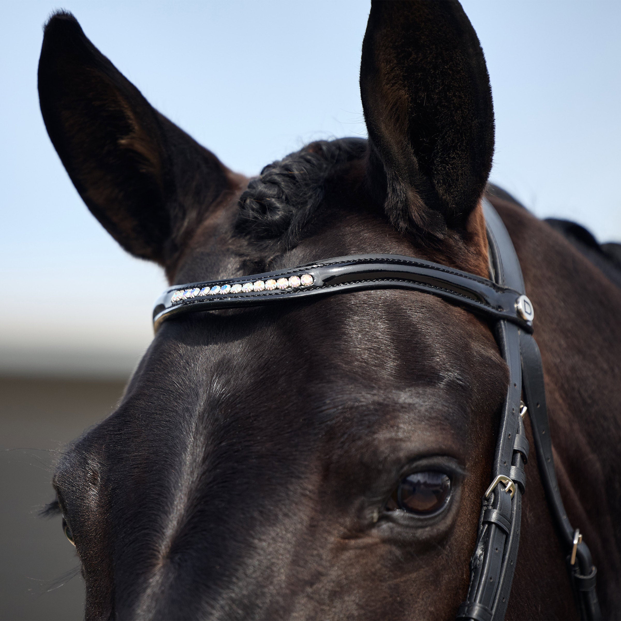 Dublin padded Comfort Crown Patent Flash bridle
