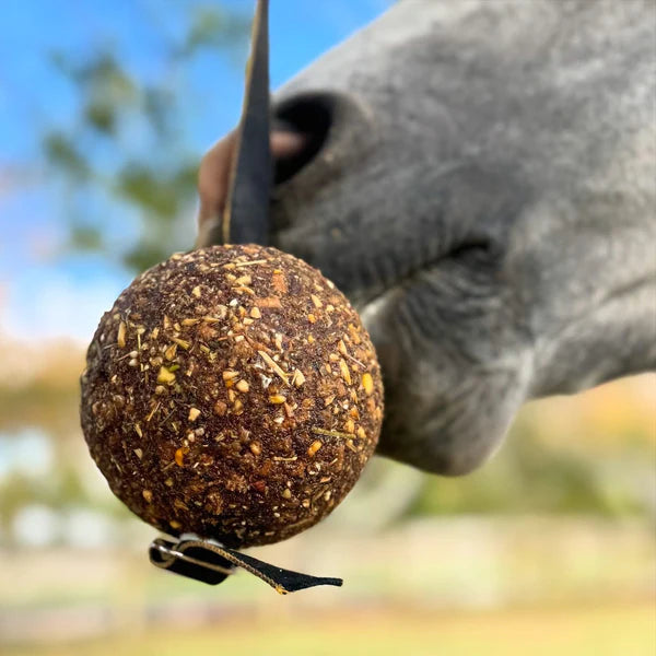 Stay Ball Health Horse