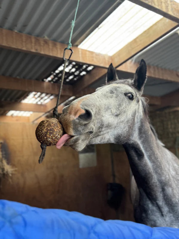 Stay Ball Health Horse